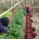 Trabajos en el huerto