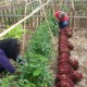 Trabajos en el huerto