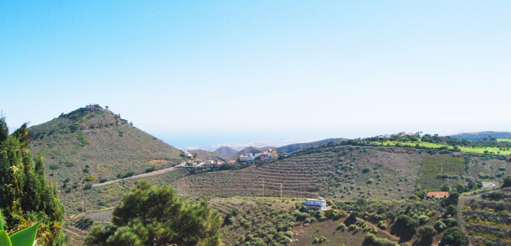 Viñedos en la zona volcánica de Bandama