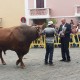 Entrega de premios en la feria de ganado