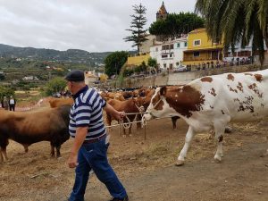 Un aspecto de la feria de ganado