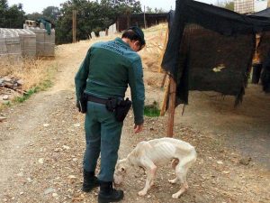 Un agente ante un perro desnutrido