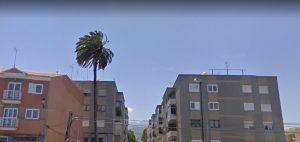 Imagen de la palmera en 2009