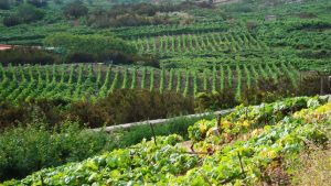 Terrenos de agricultura ecológica en Santa Úrsula (Tenerife)