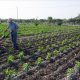 Un campesino realiza sus labores en una finca de agricultura ecológica